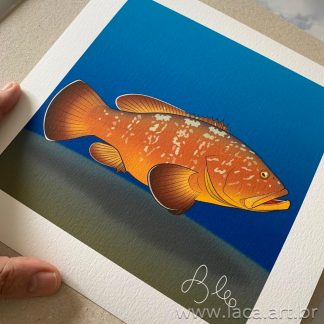 Grouper Fine Art 27cm X 27cm